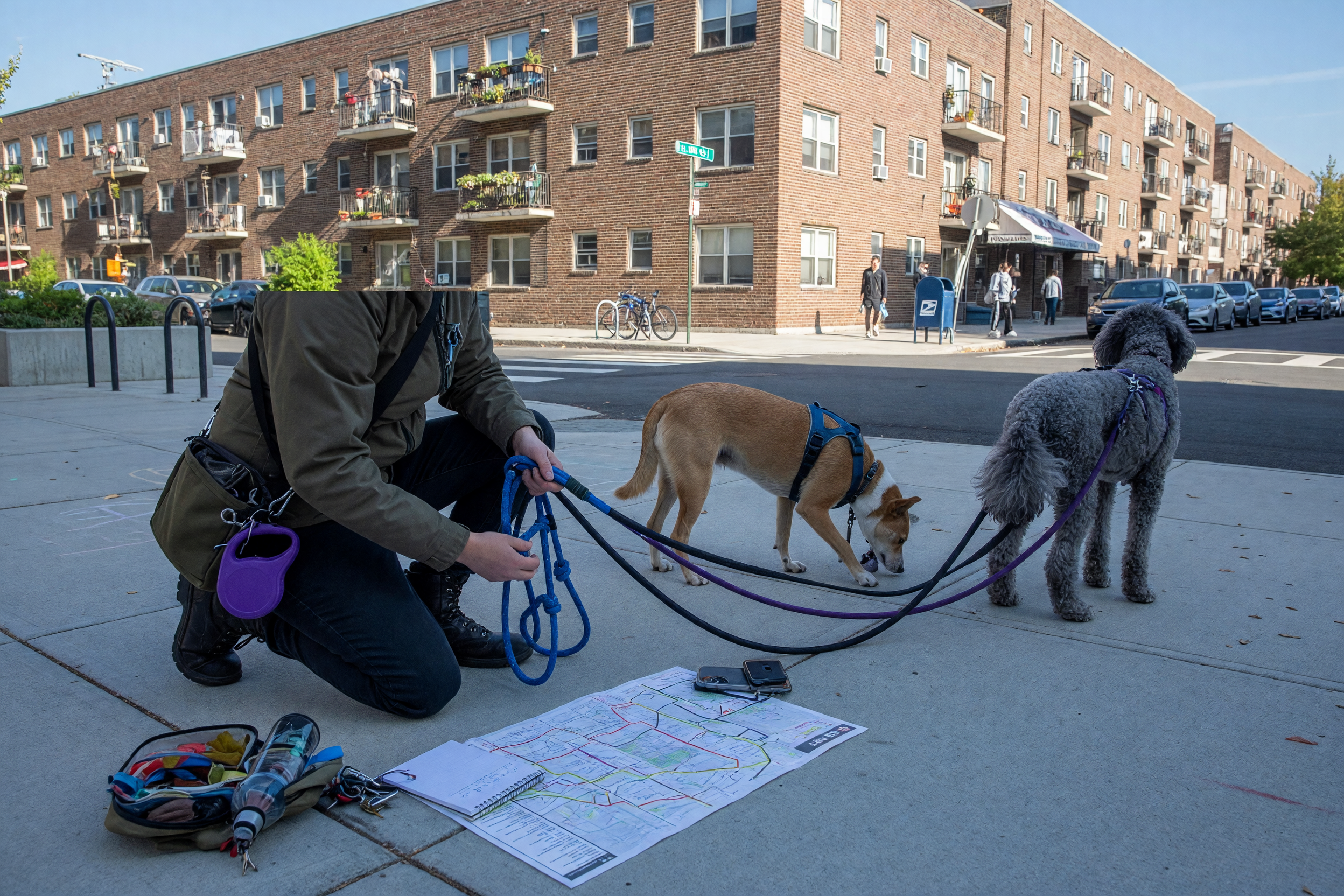 Dog Walking Services Near Me: List Route and Rates