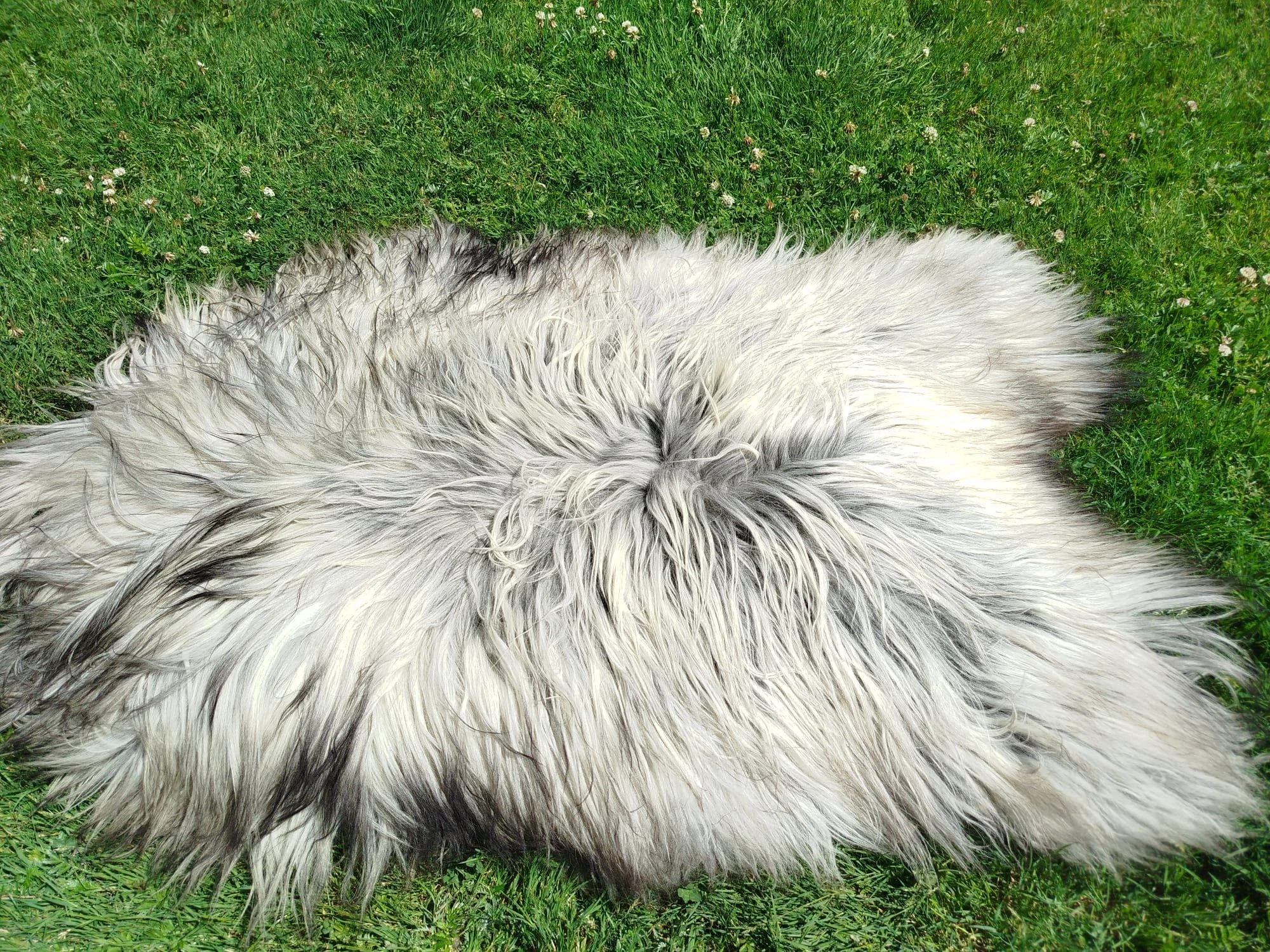 Decor & Home for Sale in Huntsville: Heidschnucke Sheepskins, High Quality — Brixaz